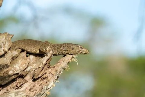 Monitor Lizard in a Tree. Stock Photos