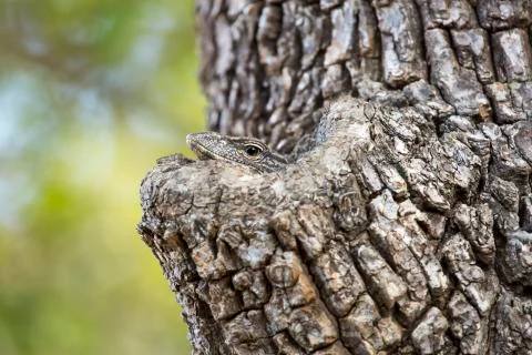 Monitor Lizard in a Tree. Stock Photos