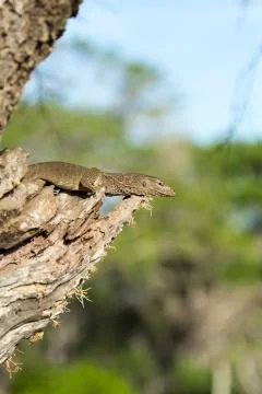 Monitor Lizard in a Tree. Stock Photos