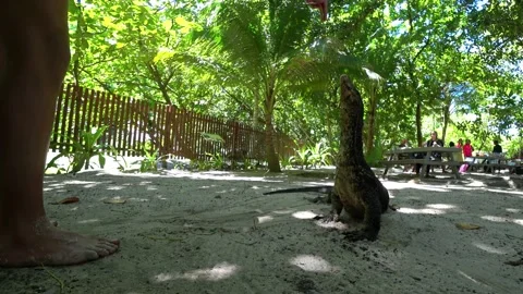 The monitor lizard tries to lick the man's hand. Video stock 190091256