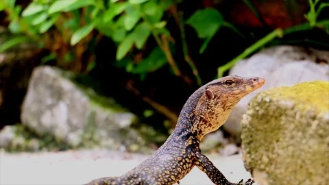 Monitor lizard trying to look for food Stock Footage 109037363