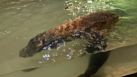 Monitor lizard at the UAE Zoo Stock Footage 273286302