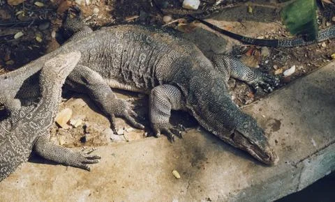 Monitor lizard Varanus bengalensis chilling on the sun Stock Photos