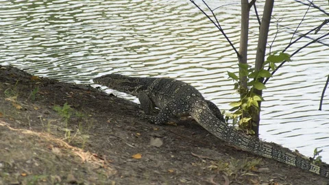 Monitor lizard (varanus) going along the water Stock Footage 91890171