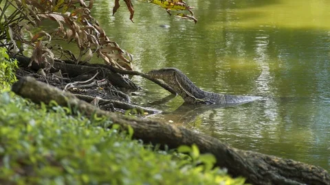 Monitor lizard (varanus) going out of water Stock Footage 91899686