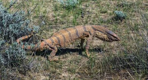 Monitor Lizard (Varanus griseus) appeared after hibernation in the Kyzyl Ku.. Stock Photos