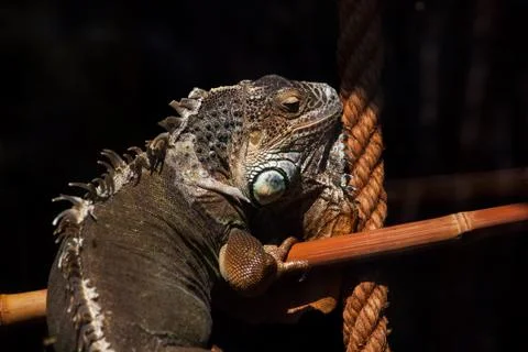 Monitor lizard varanus Stock Photos