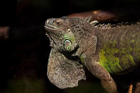 Monitor lizard varanus Stock Photos