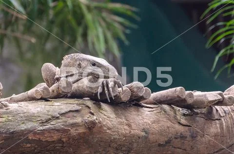 Monitor lizard (Varanus) Stock Photos