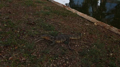 Monitor lizard - Varanus salvator near the pond in the park Stock Footage 146236380