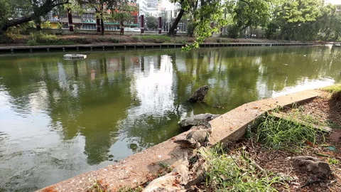 Monitor lizard - Varanus salvator near the pond in Lumpini Park in Bangkok Stock Footage 146236400