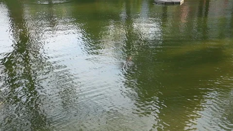 Monitor lizard - Varanus salvator slowly swims in the pond Stock Footage 146236419