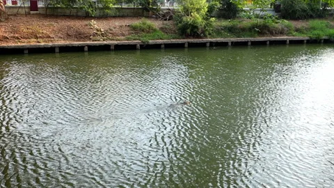 Monitor lizard - Varanus salvator slowly swims in the pond in park Stock Footage 146287635