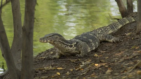 Monitor lizard (varanus) sitting still Stock Footage 91890162