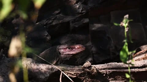 Monitor lizard viciously looking back at us in Ranthambore national park Stock Footage 256641752