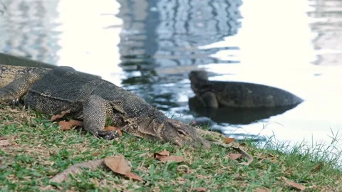 Monitor lizard wading and lying next to water Stock Footage 322194611