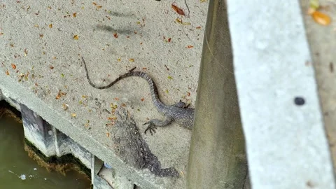 Monitor lizard walking across a concrete ledge in Kuala Lumpur Stock Footage 343737168