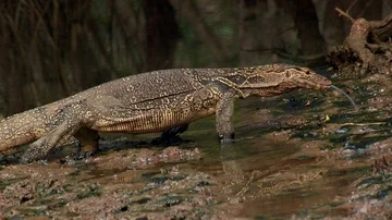 Monitor Lizard Walking Across Muddy Pool with its Reflection in Water Video stock 86155274