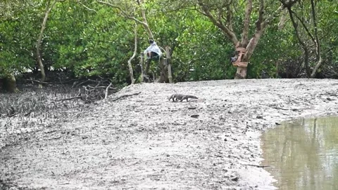 Monitor lizard walking on the banks in Sundarbans Stock Footage 252583293