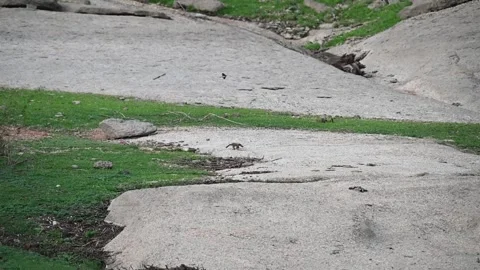 Monitor lizard walking comically on the rocks of Jawai national park Stock Footage 280113246