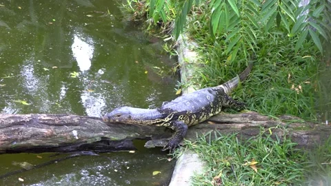 Monitor lizard walking into dirty water in a park Stock Footage 186672302