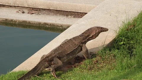 Monitor lizard walking on grass near water in Thailand Stock Footage 304687094