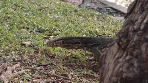 Monitor lizard walking in Lumpini park, Bangkok Stock Footage 65241649