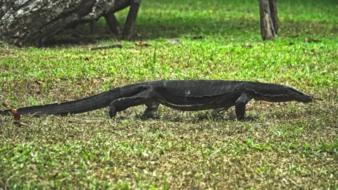Monitor lizard is walking in the park. Stock Footage 285057072