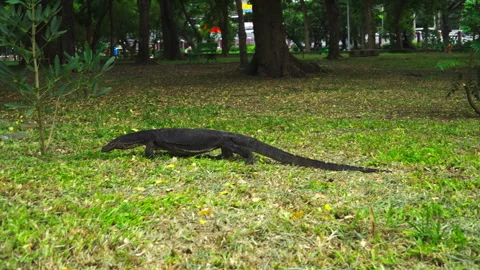 Monitor lizard is walking in the park. Stock Footage 292122847