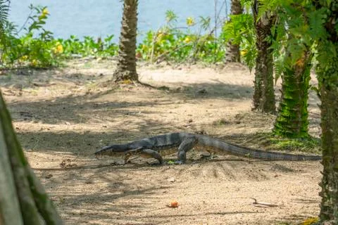 Monitor Lizard walking in the Park Stock Photos