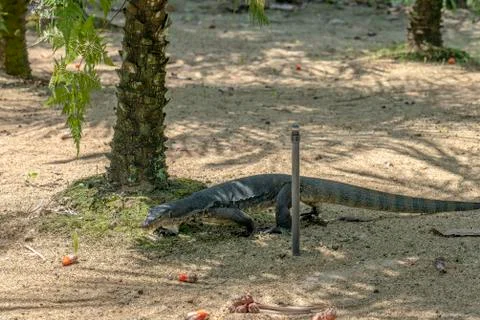 Monitor Lizard walking in the Park Stock Photos