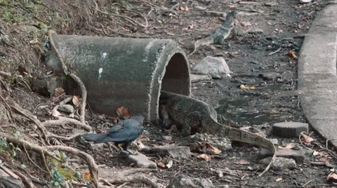 Monitor lizard walking into a sewer pipe, Lumpini park, Bangkok Stock Footage 65241619