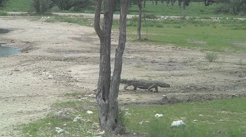 Monitor Lizard walking in zoo Stock Footage 51104464