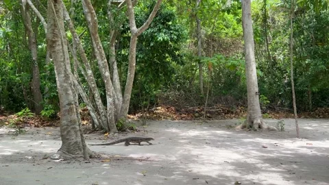 Monitor lizard walks along a path in the jungle, Thailand Video stock 201152914