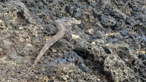 A monitor lizard walks on the coral reefs of the beach Video stock 319822367