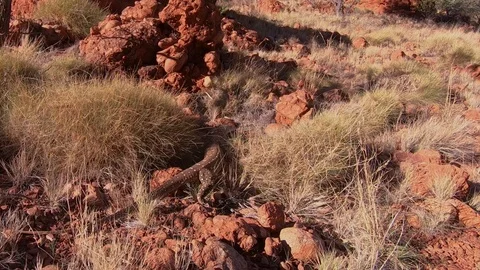 Monitor Lizard Walks In Desert, Central Australia Stock Footage 122237730