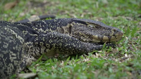 The monitor lizard was lying on the grass in the .park and woke up. Stock Footage 331599168