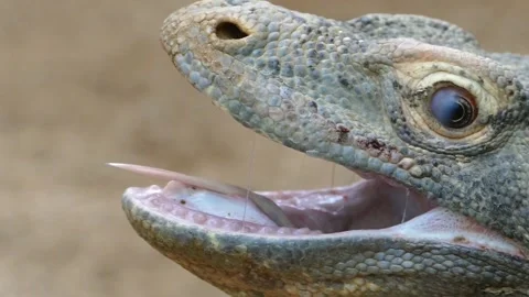 Monitor lizard wildlife animal Stock-Footage 274415435