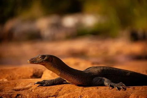 Monitor Lizards Contemplative Gaze Stock Photos
