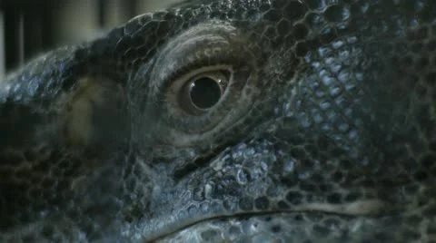 Monitor Lizard's Eye Stock Footage 21999191