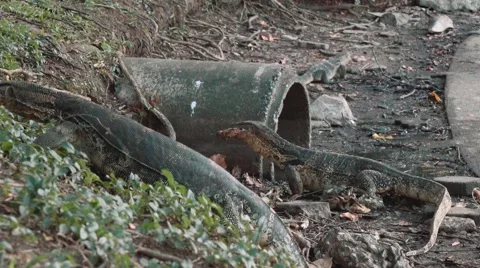 Monitor lizards near sewer pipe, Lumpini park, Bangkok Stock Footage 65241646