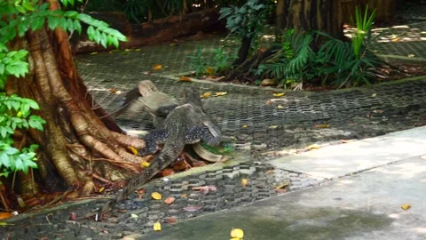 Monitor lizards running to steal a fish from a lizard's mouth Stock Footage 279039740