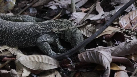 Monitor Lizzard dig in ground looking for food close up Stock Footage 321182498