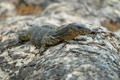 Monitor lizzard on the tree Stock Photos