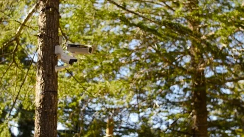 Monitoring/ big brother/ cameras on the tree/ CCTV Stock Footage 80380457