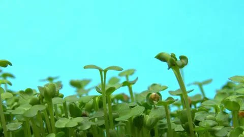 Monitoring emergence of tiny green sprouts on moist substrate in controlled Foto stock