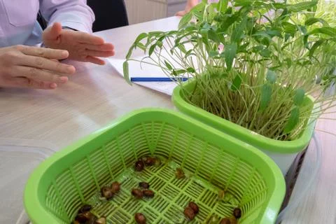 Monitoring plant growth using hydroponics. The study of crop production for s Stock Photos