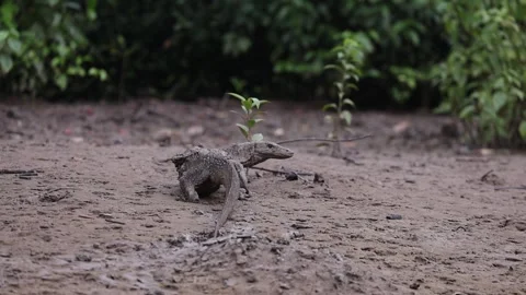 MonitorLizard in mangrove, walking to look for shade in slo-motion 動画素材 282787478