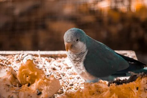Monk blue parrot eats a pumpkin in autumn. Stock Photos