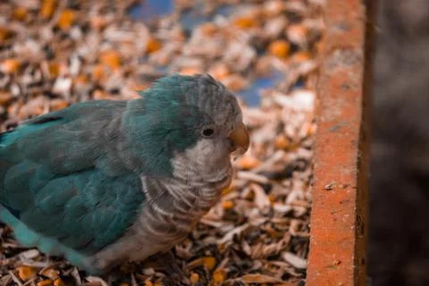 Monk blue parrot eats a pumpkin. Stock Photos